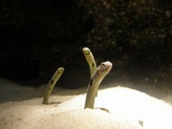 Garden eels in Siam Ocean World, Bangkok by Gordana Zdjelar 